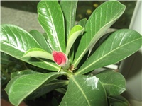 c70d884e-Picture 003.jpg